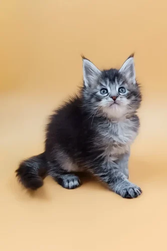 Maine coon cats for sale in maine