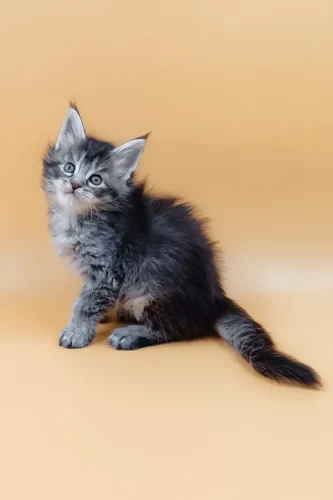 Maine coon cats for sale in maine