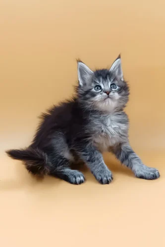Maine coon cats for sale in maine