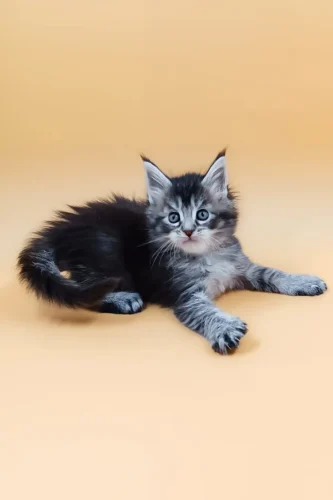Maine coon cats for sale in maine