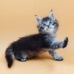 Maine coon cats for sale in maine, Frequently Asked Questions