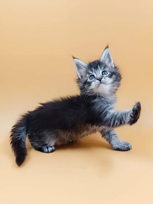 Maine coon cats for sale in maine, Frequently Asked Questions