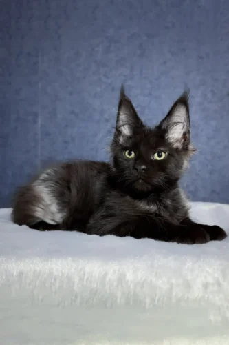 Maine coon kittens for sale in pa