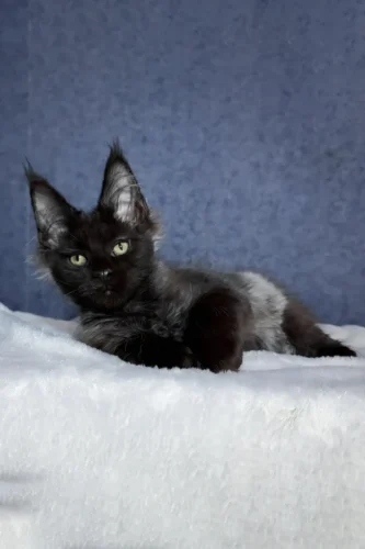 Maine coon kittens for sale in pa