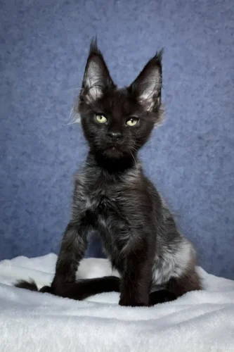 Maine coon kittens for sale in pa