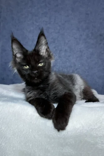 Maine coon kittens for sale in pa