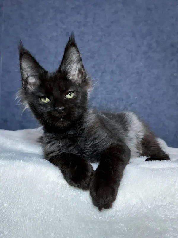 Maine coon kittens for sale in pa