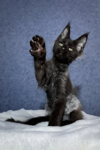 Maine coon kittens for sale in pa