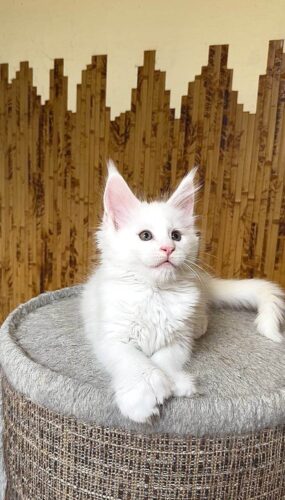 maine coon kittens for sale florida
