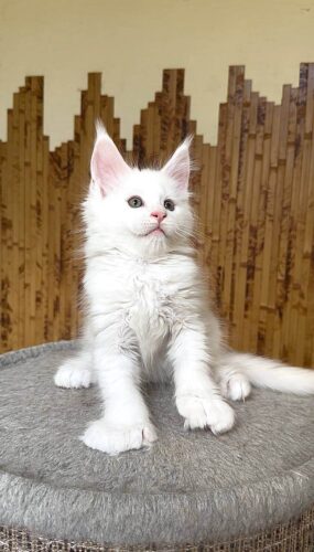 maine coon kittens for sale florida