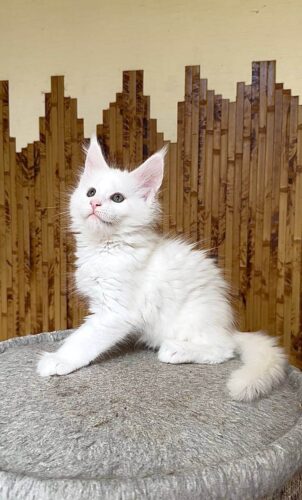 maine coon kittens for sale florida