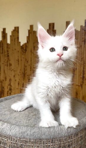 maine coon kittens for sale florida