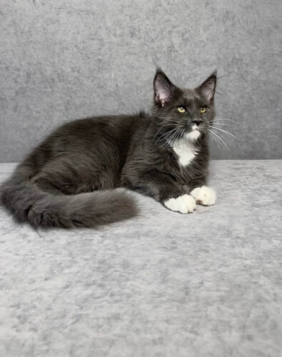 maine coon kittens for adoption