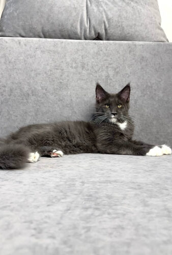 maine coon kittens for adoption