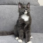 maine coon kittens for adoption