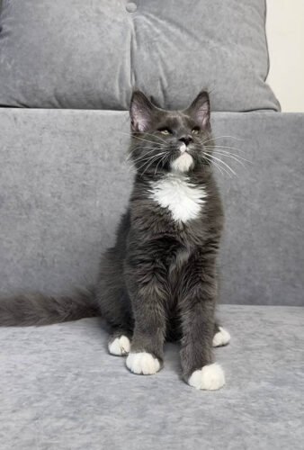 maine coon kittens for adoption