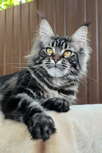Maine Coon cat for sale near me