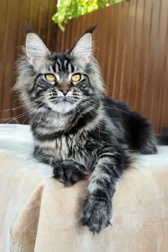 Maine Coon cat for sale near me