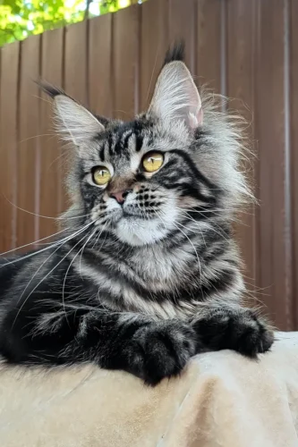 Maine Coon cat for sale near me