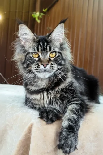Maine Coon cat for sale near me