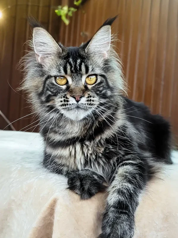 Maine Coon cat for sale near me