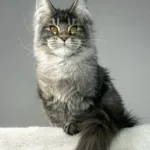 maine coon cats for adoption near me