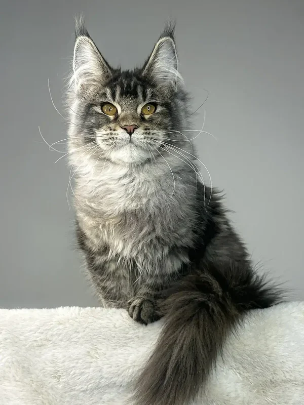 maine coon cats for adoption near me​