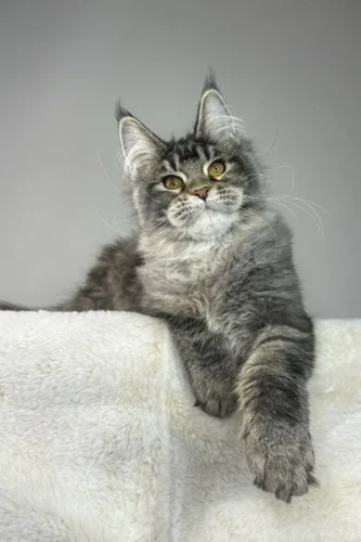 maine coon cats for adoption near me​