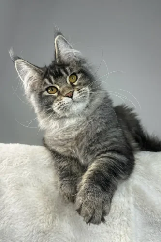 maine coon cats for adoption near me​