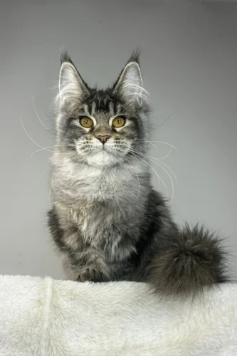 maine coon cats for adoption near me​