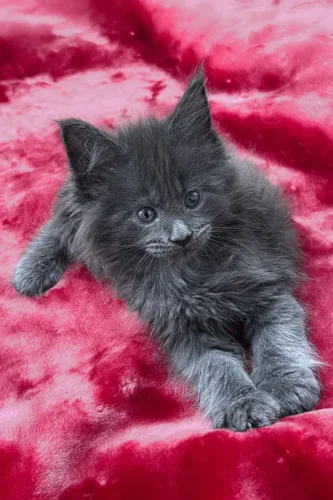 Finest Maine Coon Kittens for Sale California