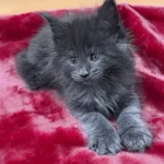 Finest Maine Coon Kittens for Sale California