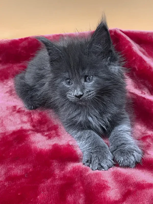 Finest Maine Coon Kittens for Sale California