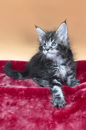 Maine Coon Cats for Sale Florida