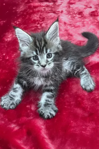 Maine Coon Cats for Sale Florida