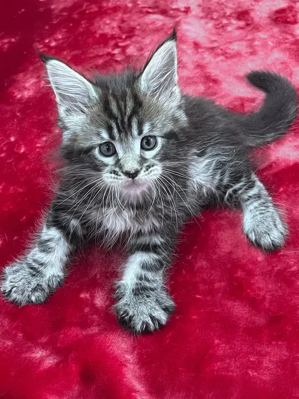 Maine Coon Cats for Sale Florida