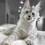 European maine coon kittens for sale
