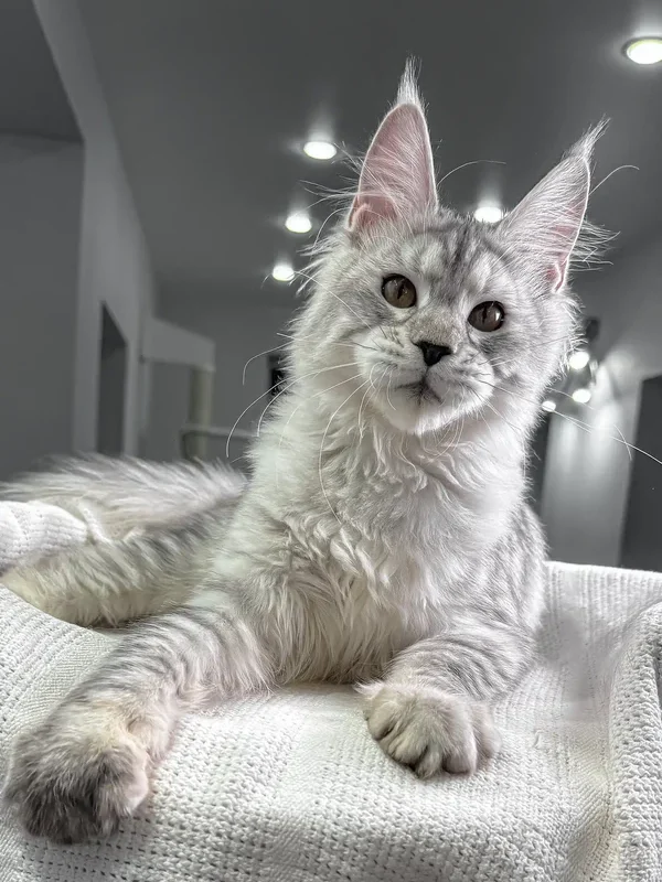 European maine coon kittens for sale​