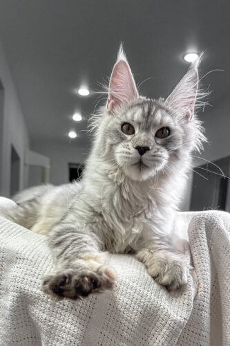 European maine coon kittens for sale​