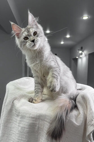 European maine coon kittens for sale​