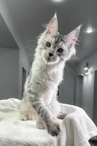 European maine coon kittens for sale​