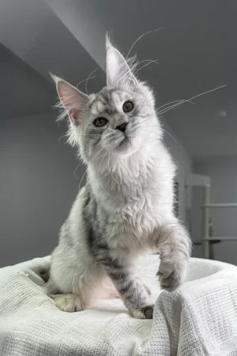 European maine coon kittens for sale​