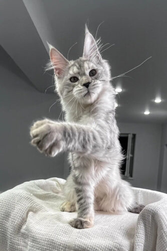 European maine coon kittens for sale​