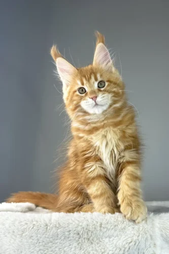 Maine coon kittens for sale indiana​