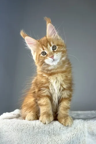 Maine coon kittens for sale indiana​
