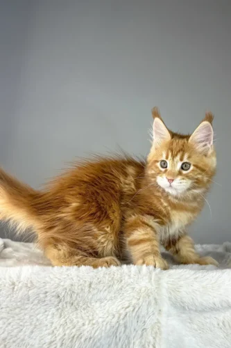 Maine coon kittens for sale indiana​