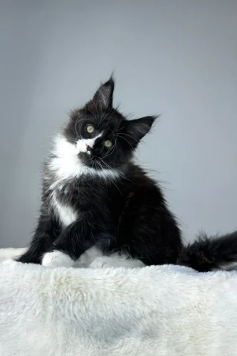 Black maine coon kittens for sale​
