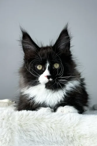 Black maine coon kittens for sale​