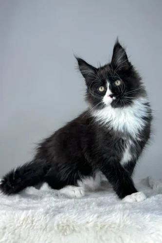 Black maine coon kittens for sale​