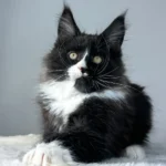 Black maine coon kittens for sale